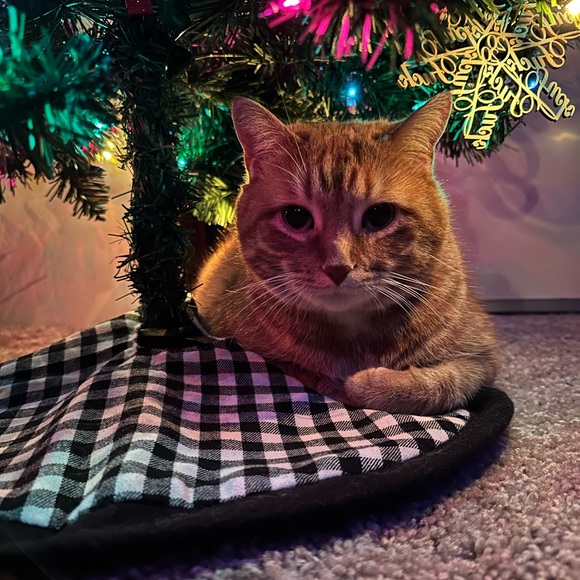 🐈🐈‍⬛ - Picture 11 of 16